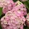 Garten Hortensie Luxus Bauernhortensie forever & Ever Pink R