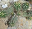 Garten Im Winter Das Beste Von Datei Echinopsis Candicans Botanischer Garten München