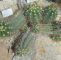 Garten Im Winter Das Beste Von Datei Echinopsis Candicans Botanischer Garten München