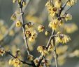 Garten Im Winter Frisch Chinesische Winterblüte Chimonanthus Praecox