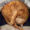 Garten Katzensicher Machen Das Beste Von Die 94 Besten Bilder Von Tiere