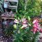Garten Komposter Das Beste Von 27 Reizend Lilien Im Garten Neu