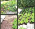 Garten Lampions Inspirierend Gartendeko Selbst Machen — Temobardz Home Blog