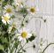 Garten Margerite Das Beste Von Pin Von Sunflower Auf Daisy Cottage
