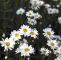 Garten Margerite Genial Pflanzen Für Trockene Und sonnige Standorte Blumen