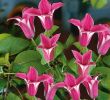 Garten Margerite Inspirierend Tulpen Clematis Princess Diana