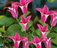 Garten Margerite Inspirierend Tulpen Clematis Princess Diana