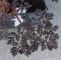 Garten Margerite Luxus Purpur Wiesen Kerbel Ravenswing Anthriscus Sylvestris Ravenswing