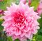 Garten Margerite Luxus This Classic Dinnerplate Dahlia is Loved for Its Giant 10