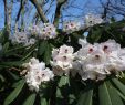 Garten Mieten Hamburg Reizend Azalee