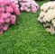Garten Moorriem Das Beste Von Teppich Golderdbeere • Waldsteinia Ternata