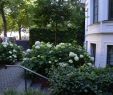Garten Moorriem Elegant Halb Schattiger Vorgarten In Hamburg Winterhude