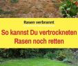 Garten Ohne Rasen Alternativen Zum Rasen Luxus Die 58 Besten Bilder Von Rasen Gras Rasen Mähen In 2020