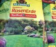 Garten Ohne Rasen Alternativen Zum Rasen Luxus Rasen Fräsen Oder Abtragen Was Verspricht Mehr Erfolg