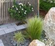 Garten Online Shop Auf Rechnung Das Beste Von Pflanzen Garten Sichtschutz — Temobardz Home Blog