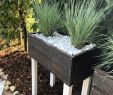 Garten Outlet Elegant Sichtschutz Aus Pflanzen — Temobardz Home Blog