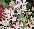 Garten Pflanzen Winterhart Das Beste Von Zwerg Gladiole Nanus Nymph 10 Stück Gladiolus