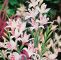 Garten Pflanzen Winterhart Das Beste Von Zwerg Gladiole Nanus Nymph 10 Stück Gladiolus