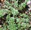 Garten Pflanzen Winterhart Inspirierend Kümmelthymian Thymus Herba Barona