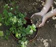 Garten Pflege Frisch Minze Pflanzen Blumentopf Als Wurzelsperre