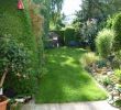 Garten Pflege Reizend Garten Pflanzen Sichtschutz — Temobardz Home Blog