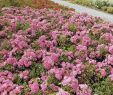 Garten Pflegeleicht Luxus Bodendeckerrose Palmengarten Frankfurt Adr Rose Rosa Palmengarten Frankfurt