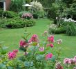 Garten Planen software Frisch Phloxblüte Zu Ihrer Schönsten Zeit Kombiniert Mit Rosen