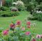 Garten Planen software Frisch Phloxblüte Zu Ihrer Schönsten Zeit Kombiniert Mit Rosen