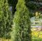 Garten Planung Elegant Abendländischer Lebensbaum • Thuja Occidentalis