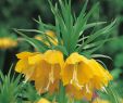 Garten Ringelblume Das Beste Von Kaiserkrone Lutea Gelb 1 Stück Fritillaria Imperialis Lutea Gelb