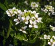 Garten Ringelblume Frisch Knoblauchsrauke Gesundes Mildes Und Doch Sehr Würziges
