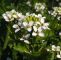 Garten Ringelblume Frisch Knoblauchsrauke Gesundes Mildes Und Doch Sehr Würziges