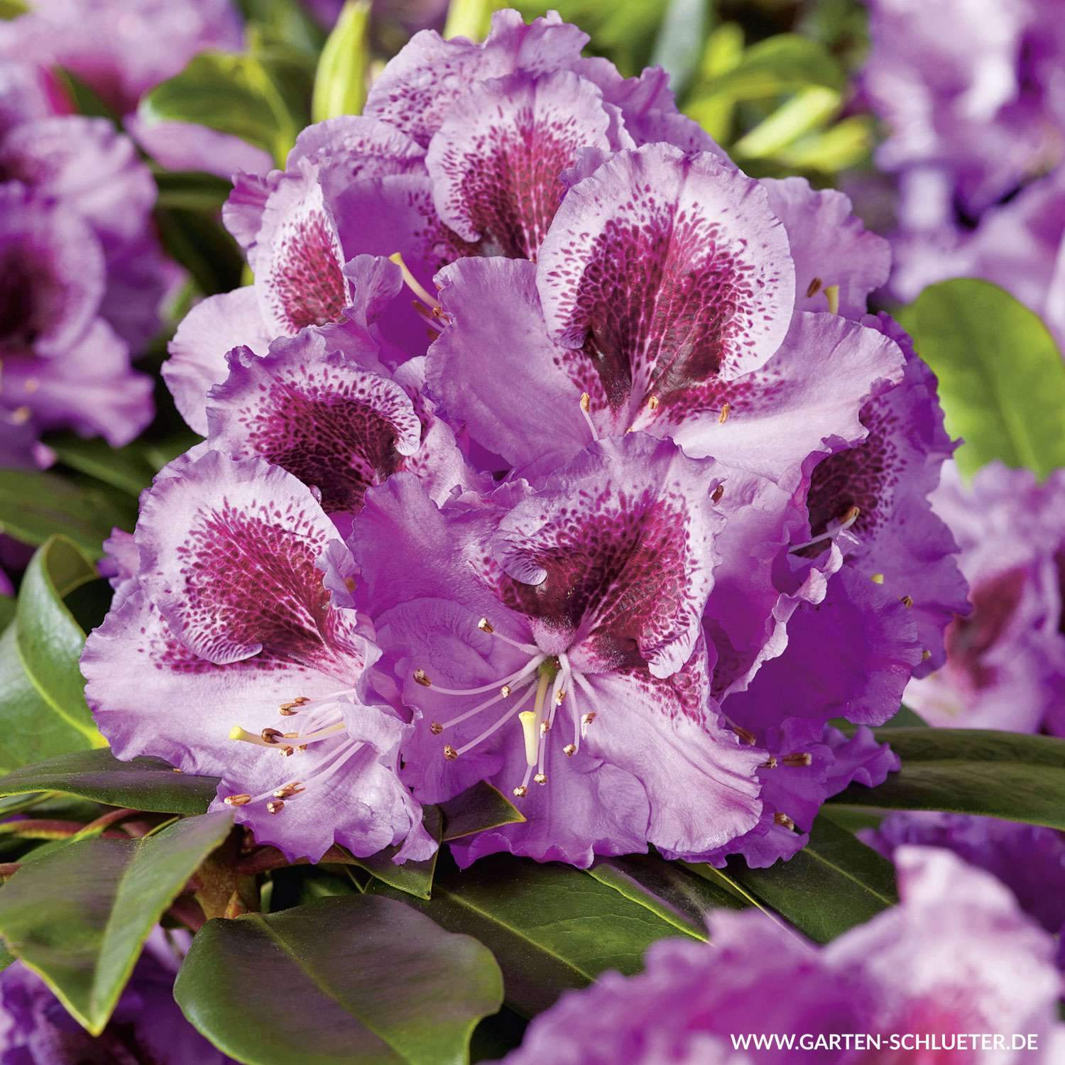 1 Rhododendron Hybride Pfauenauge INKARHO 1280x1280 2x