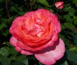Garten Rosen Das Beste Von Edelrose Aachener Dom Th