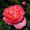 Garten Rosen Das Beste Von Edelrose Aachener Dom Th