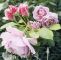 Garten Rosen Elegant Und Wieder Neue Blüten ð Rosen Roses Rose Garten