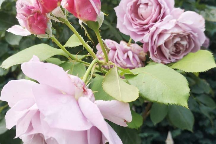 Garten Rosen Elegant Und Wieder Neue Blüten ð Rosen Roses Rose Garten