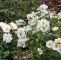 Garten Rosen Genial Bodendeckerrose Schneeflocke