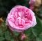 Garten Rosen Inspirierend Muscosa