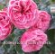 Garten Rosen Inspirierend Winterschutz Rosen Richtig überwintern