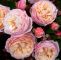 Garten Rosen Luxus Kletterrose New Dreams Rosa "new Dreams "