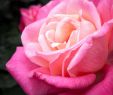 Garten Rosen Luxus Rote Rosen Bilder Kostenlos Best Kostenlose Foto Blume
