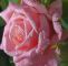 Garten Rosen Reizend Pin Von Gigi Auf Garten Rosen Stockrosen Pfingstrosen