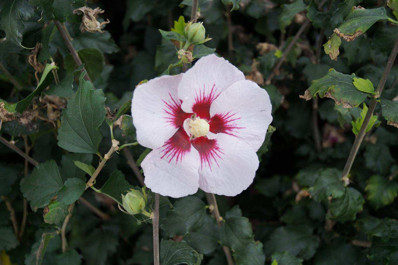rosen eibisch hibiscus helene hibiscus syriacus helene