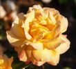 Garten Salbei Schneiden Das Beste Von Edelrose Gloria Dei • Rosa Gloria Dei