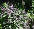 Garten Salbei Schneiden Elegant Salbei Purpurascens Salvia Officinalis Purpurascens