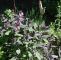 Garten Salbei Schneiden Elegant Salbei Purpurascens Salvia Officinalis Purpurascens