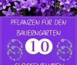 Garten Salbei Schneiden Genial 99 Pins Zu Heimische Pflanzen Für Den Naturgarten Für 2020