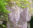Garten Salbei Schneiden Inspirierend Wisteria Floribunda Rosea