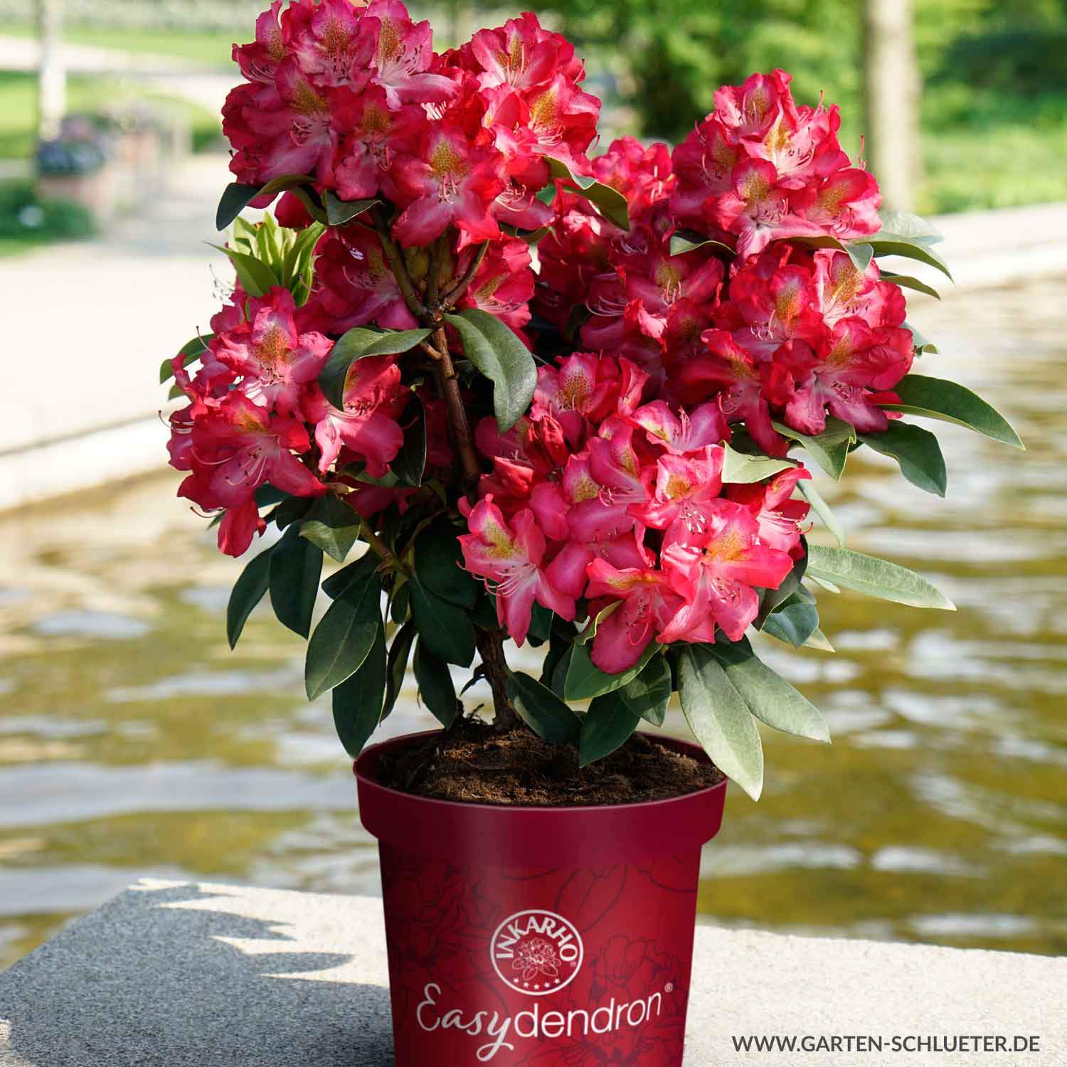 1 Rhododendron Junifeuer Easydendron Rhododendron hybride